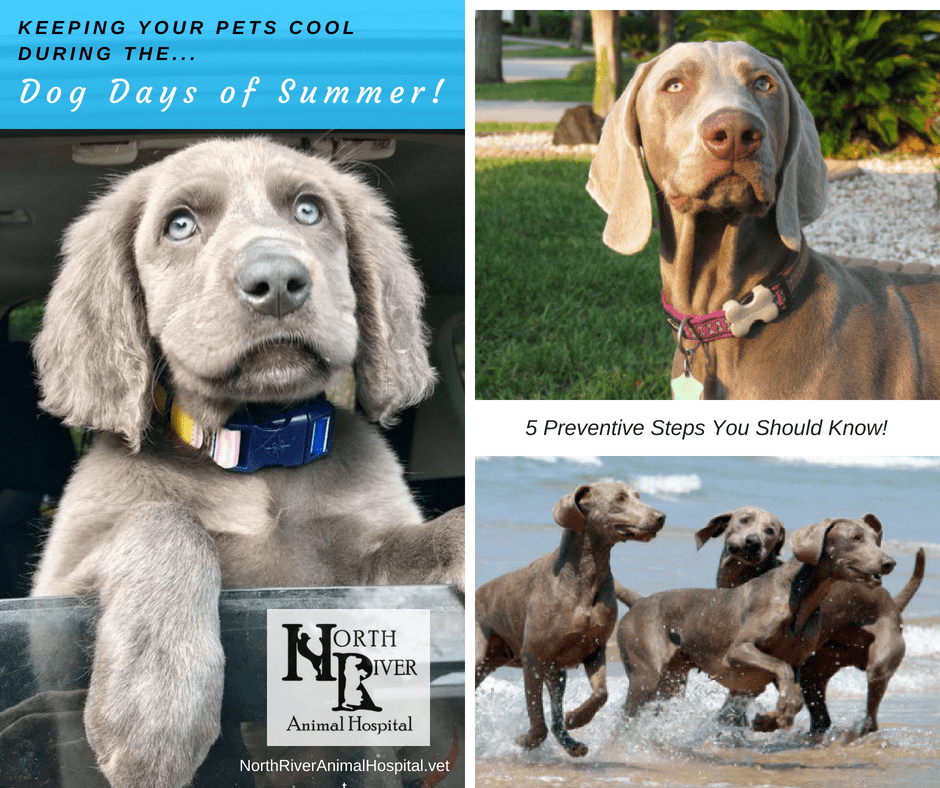 Keeping Pets Cool During the Dog Days of Summer! | North River Animal  Hospital