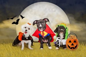 Five Tips To Keep Your Pet Safe This October